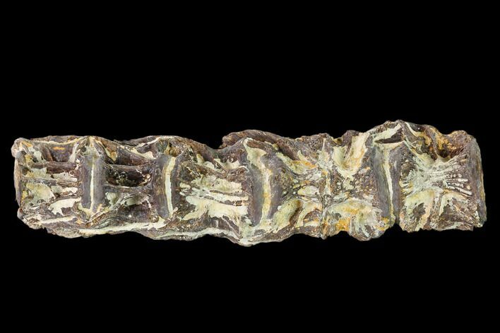 Six Fossil Fish (Cimolichthys) Vertebrae Association - Kansas #134859